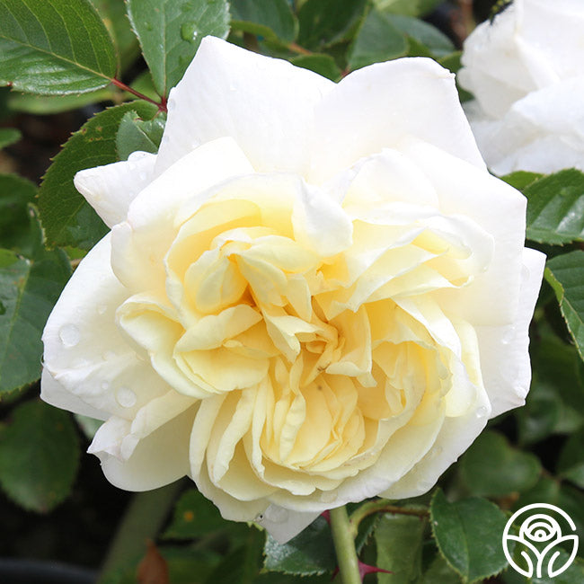White Gold Roses White Gold Rose - Shrub - Very Fragrant – Heirloom Roses