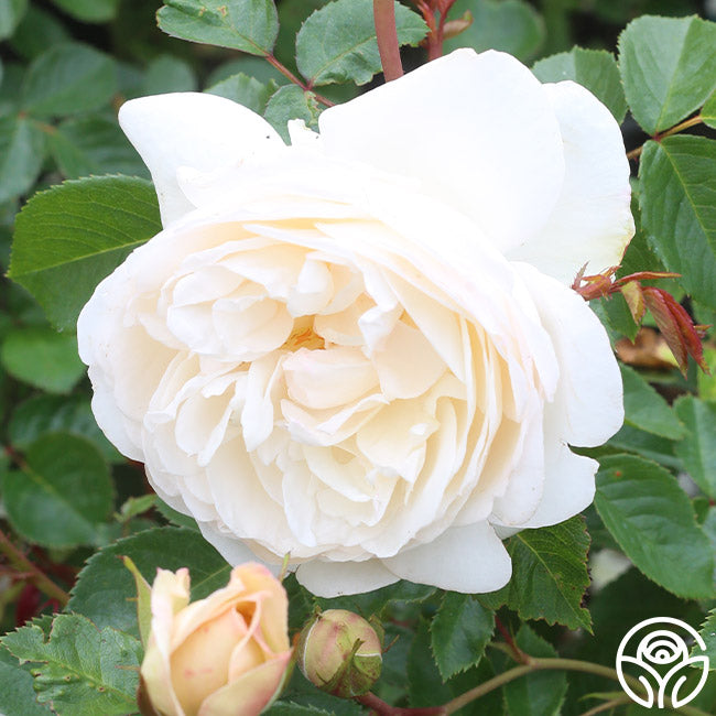 White Gold Roses White Gold Rose - Shrub - Very Fragrant – Heirloom Roses