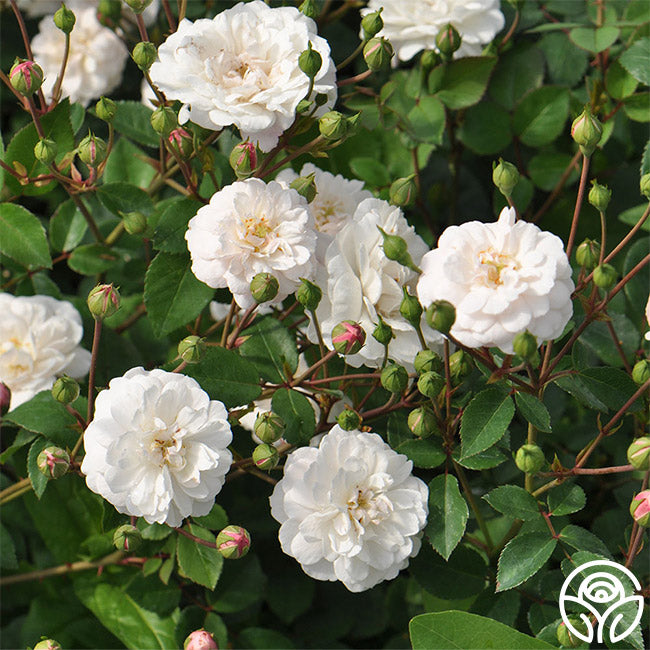 Petg Roses White Pet Rose - Polyantha - Moderately Fragrant – Heirloom Roses