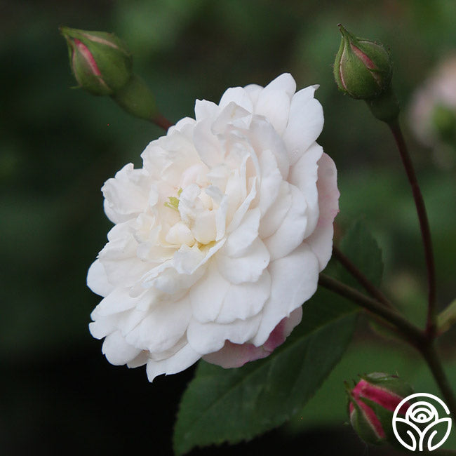 White Polyantha Roses White Pet Rose - Polyantha - Moderately Fragrant – Heirloom Roses