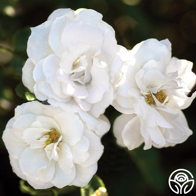 White VerandaFloribunda Rose | White Rose Bush – Heirloom