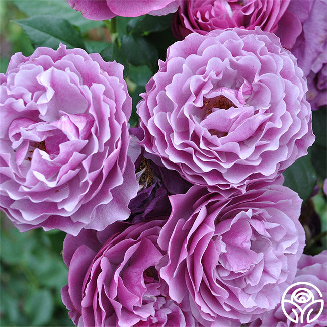 Wild Blue Yonder Grandiflora Rose |Purple Rose Plant