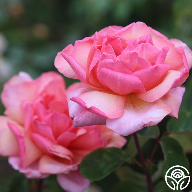Wild Ginger Rose - Hardy - Moderately Fragrant – Heirloom Roses