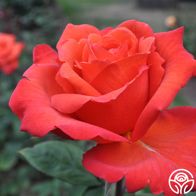 Wildfire Hybrid Tea Rose | Orange Rose Plant – Heirloom Roses