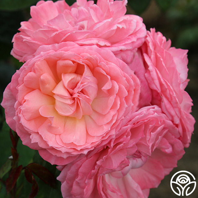 Windsor Castle Wedding™ – Heirloom Roses