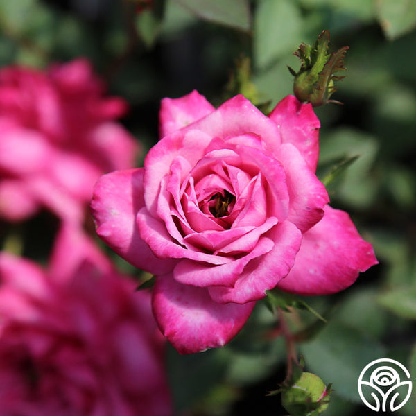 Winsome – Heirloom Roses