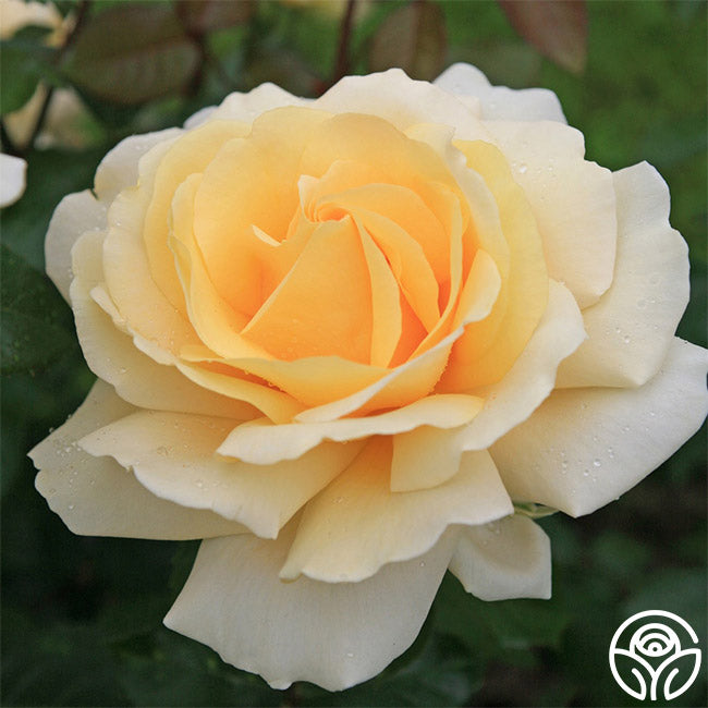 Wintering Tea Roses Eleganza Winter Sun Hybrid Tea Rose | Yellow Rose Bush – Heirloom