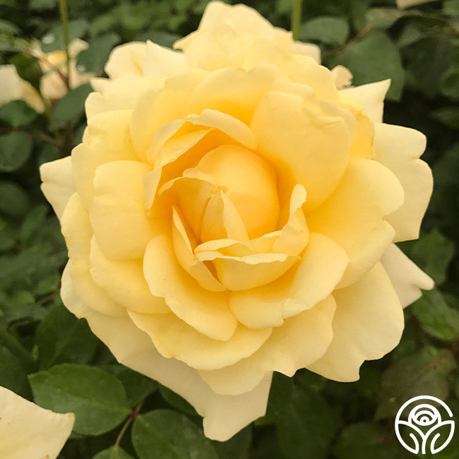 Eleganza Winter Sun Hybrid Tea Rose | Yellow Rose Bush – Heirloom