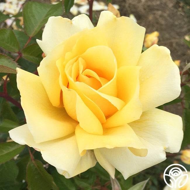 Wintering Tea Roses Winter Sun Rose - Hybrid Tea - Lightly Fragrant – Heirloom Roses