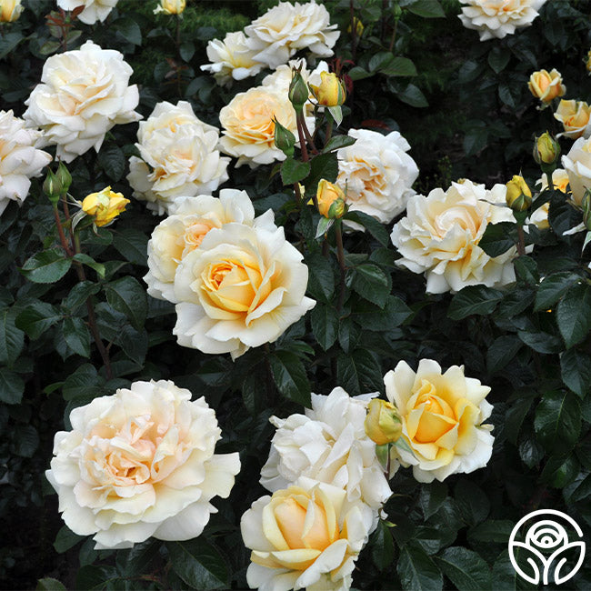 Wintering Tea Roses Winter Sun Rose - Hybrid Tea - Lightly Fragrant – Heirloom Roses