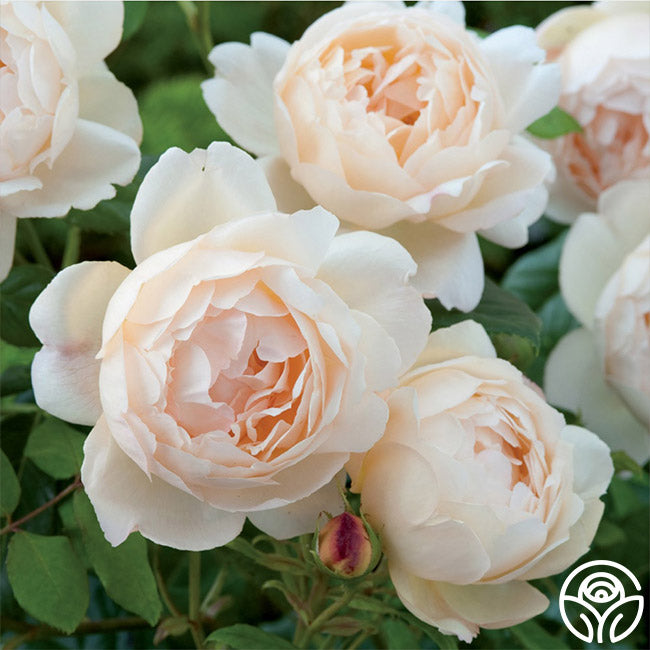 Heirloom Roses Wollerton Old Hall Rose - Thumbnail 3