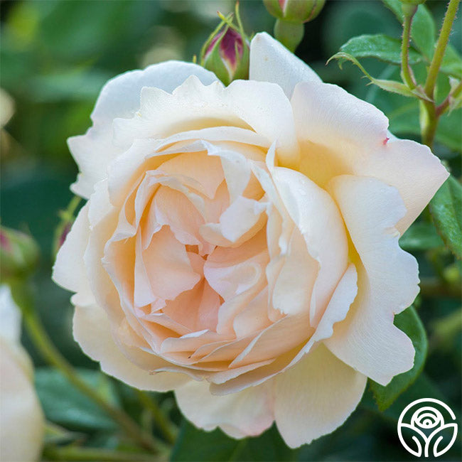 Heirloom Roses Wollerton Old Hall Rose - Thumbnail 2