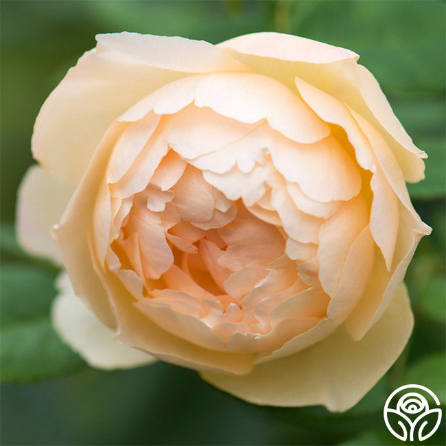 Heirloom Roses Wollerton Old Hall Rose