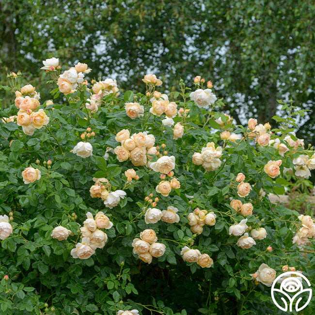 Heirloom Roses Wollerton Old Hall Rose - Thumbnail 5