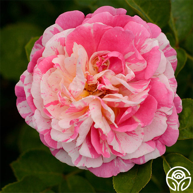 Wonderstripe Shrub Rose | Fragrant Rose Plant – Heirloom Roses