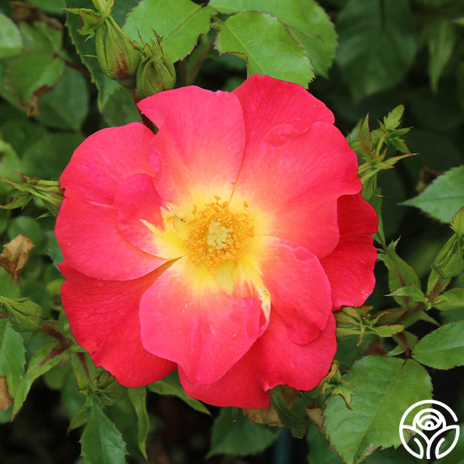 Yabba Dabba Doo Rose Shrub Heirloom Roses