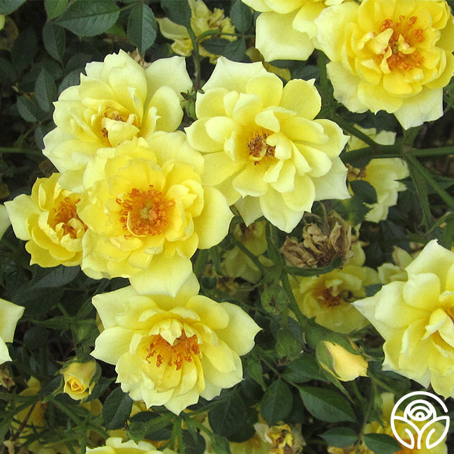 Yellow Ribbons – Heirloom Roses