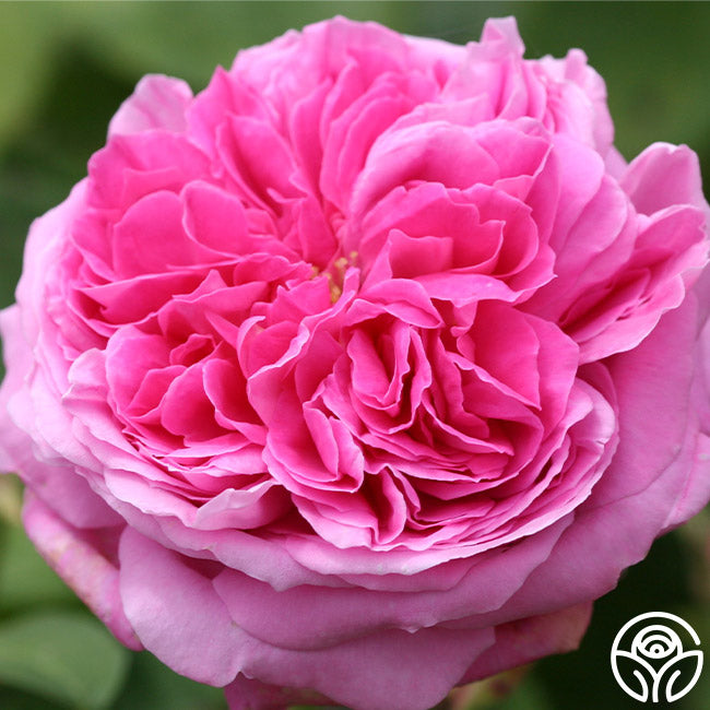 Yolande de Aragon Hybrid Perpetuals Rose | Fragrant Rose Plant – Heirloom