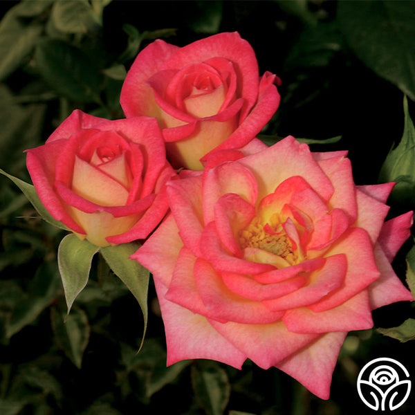 You're The One – Heirloom