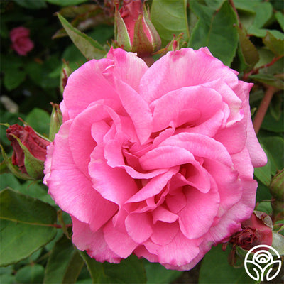 Zephirine Drouhin Rose - Bourbons - Exceptionally Fragrant – Heirloom Roses